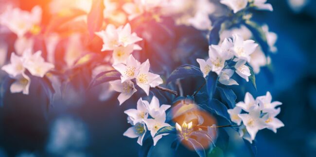 6 produits de beauté au jasmin que vous allez adorer cet été