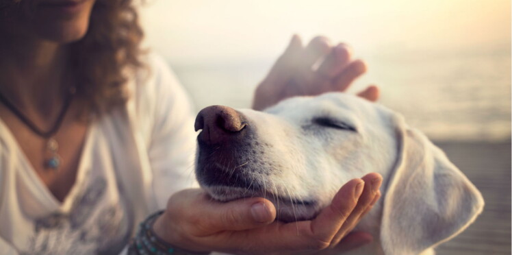 Apprendre à Communiquer Avec Les Animaux Cest Aussi Un
