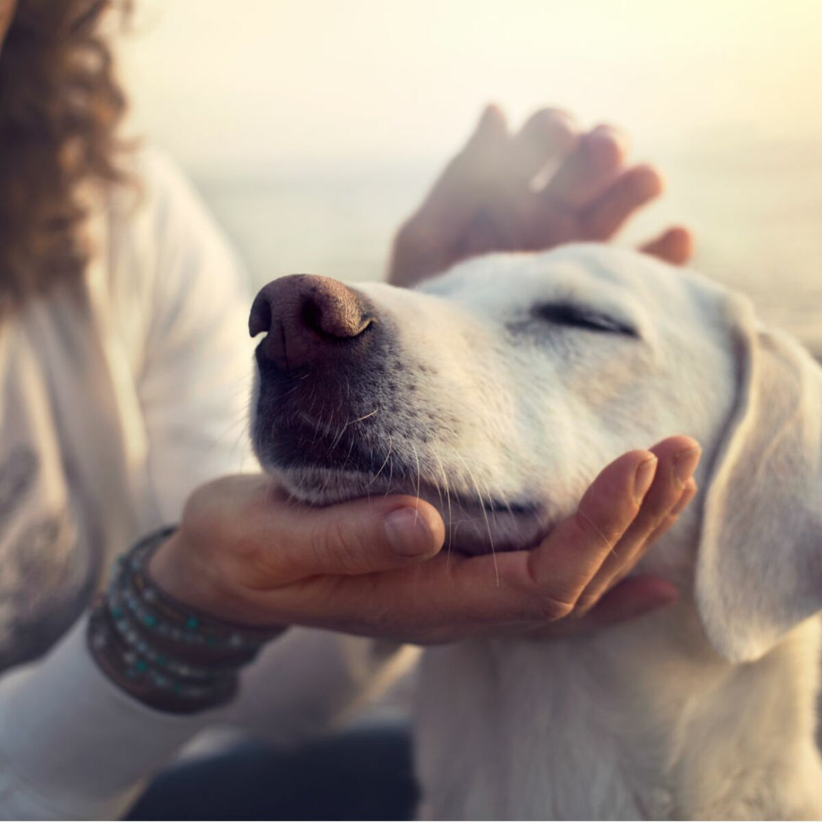 Quels sont les moyens de communication du chien ?