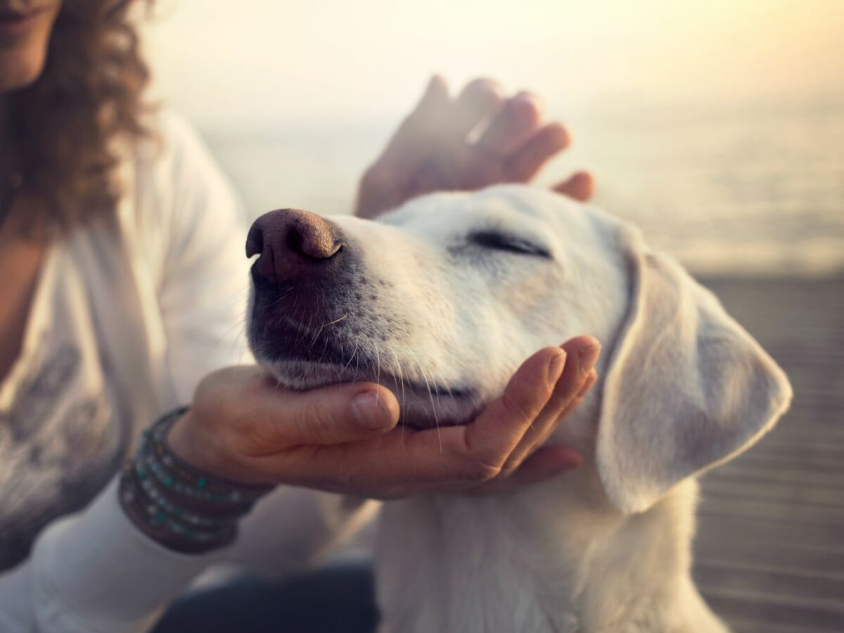 Les animaux de compagnie nous aident à vivre plus longtemps : Femme  Actuelle Le MAG