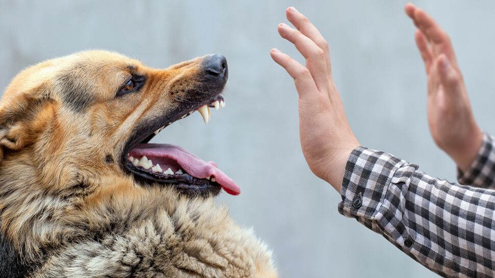 Les personnes anxieuses ont plus de risque de se faire mordre par un chien