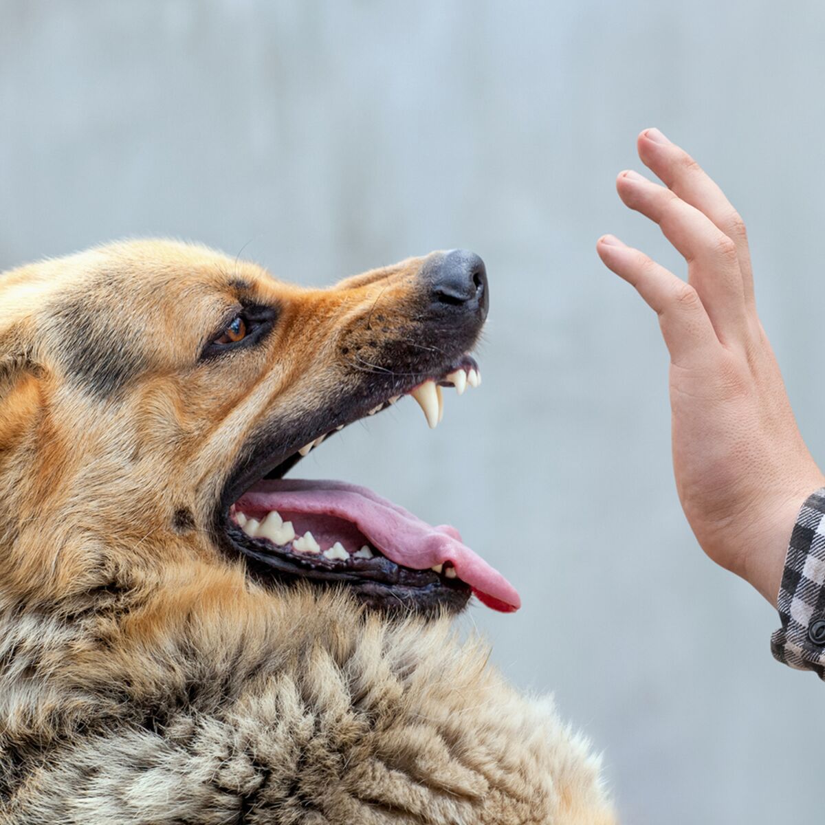 Se Faire Mordre Par Un Chien Signification Spirituelle Les personnes anxieuses ont plus de risque de se faire mordre par un chien  : Femme Actuelle Le MAG