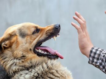 Comment faire de lui un chien en super forme : Femme Comment faire de lui un chien en super forme : Femme