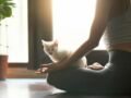 Le cat yoga : quand les chats nous aident à nous détendre