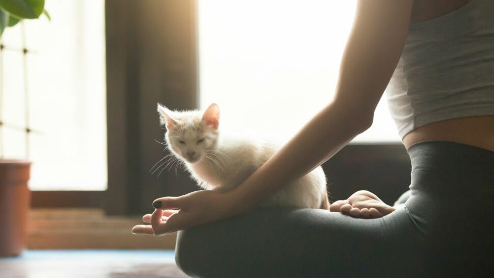 Le cat yoga : quand les chats nous aident à nous détendre