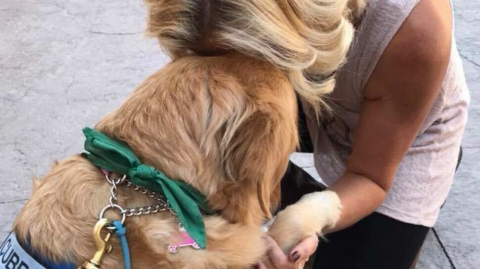 Zoothérapie : après la tuerie de Las Vegas, 17 chiens ont été dépêchés sur place pour aider les victimes traumatisées