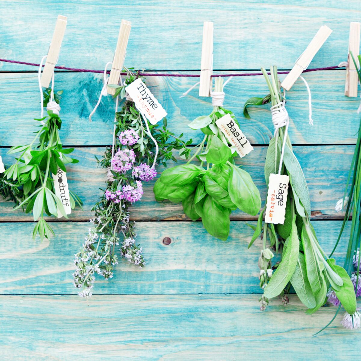 Herbes aromatiques en pot : comment les conserver ?