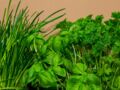 Herbes aromatiques : comment les cuisiner et leurs atout santé