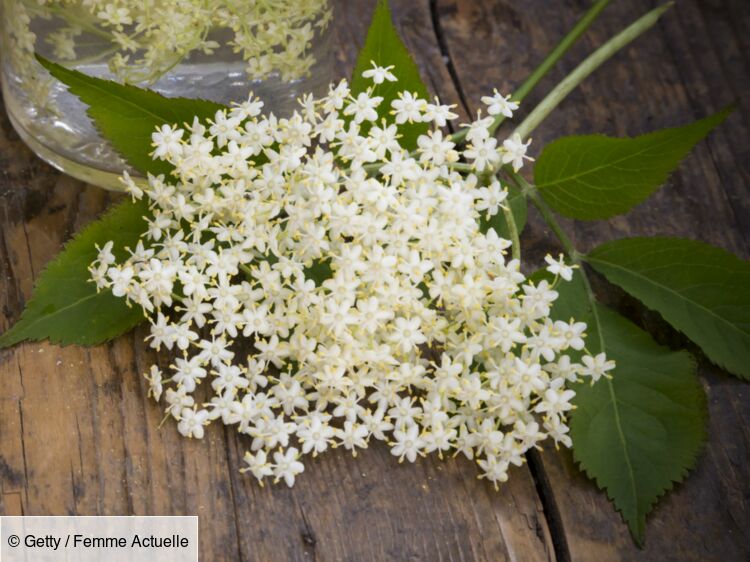 La Fleur De Sureau Une Nouvelle Saveur à Découvrir Femme