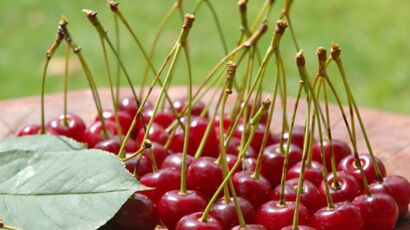 Découvrez Pourquoi Il Ne Faut Pas Manger Les Noyaux Des Cerises... : Femme  Actuelle Le Mag