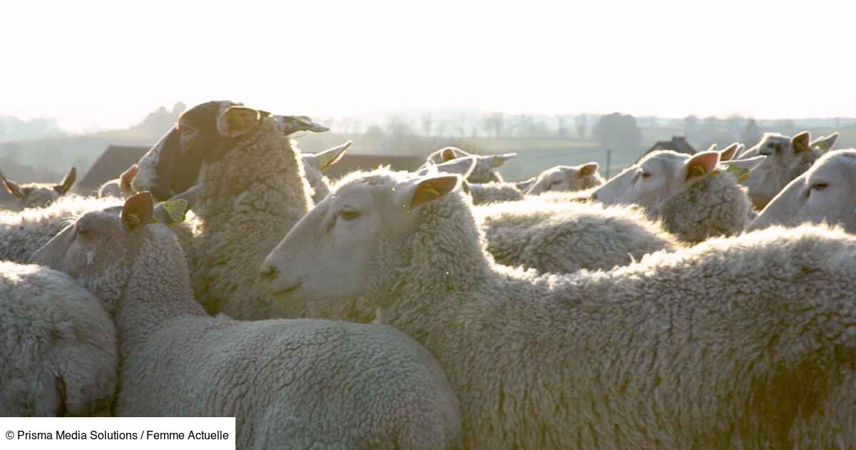 Doux comme un agneau : tout savoir sur ces animaux : Femme Actuelle Le MAG