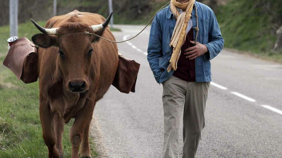 Ciné : on a vu et aimé "La vache" et "Zootopie"