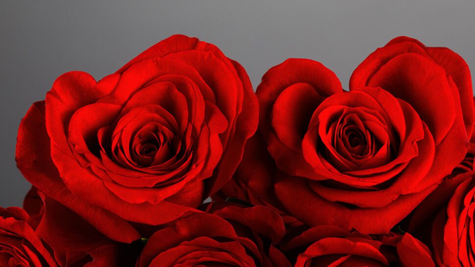 Que faire de ses roses après la Saint-Valentin ?