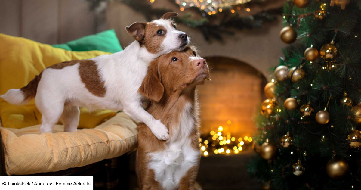 Les 5 astuces géniales pour faire durer son sapin de Noël : Femme