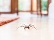 Les araignées de maison sont-elles dangereuses ? Pourquoi il ne faut pas les tuer