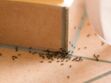 Comment se débarrasser des fourmis naturellement ? 