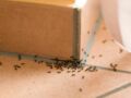 Nos astuces naturelles pour se débarrasser des fourmis chez soi