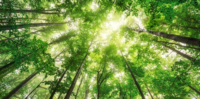 Filières et origines du bois : comment acheter plus éthique ?