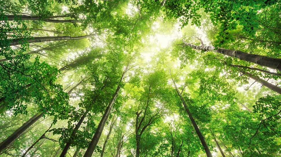 Filières et origines du bois : comment acheter plus éthique ?