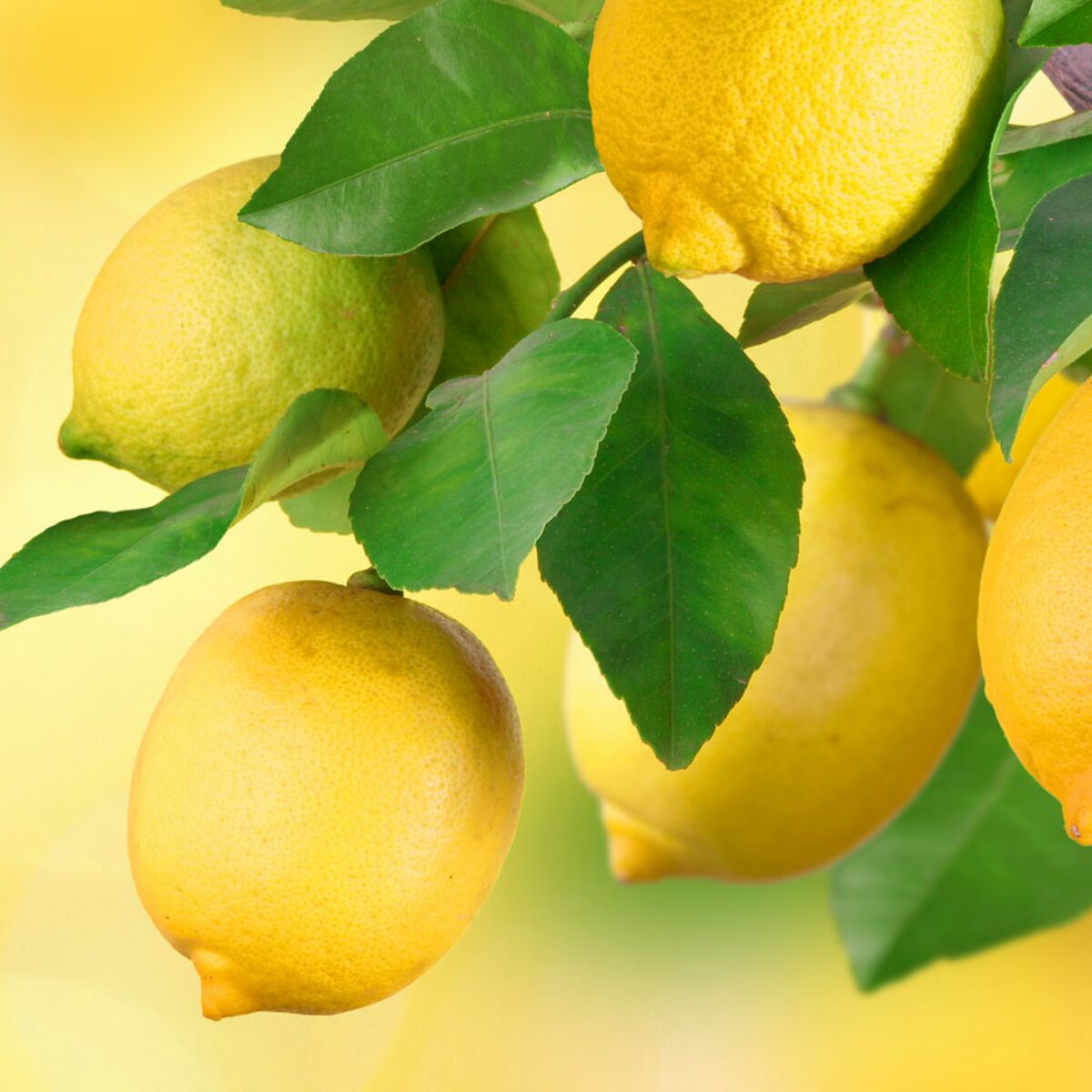 Acide citrique : utilisations alimentaires, cosmétiques et ménagères