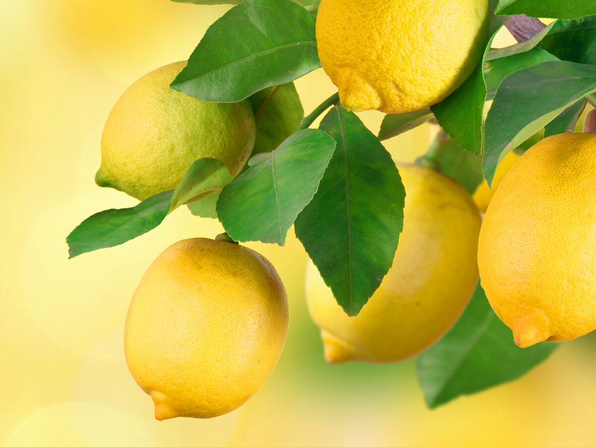 L'acide citrique : le produit ménager indispensable : Femme Actuelle Le MAG