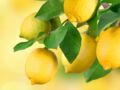 L'acide citrique : le produit ménager indispensable