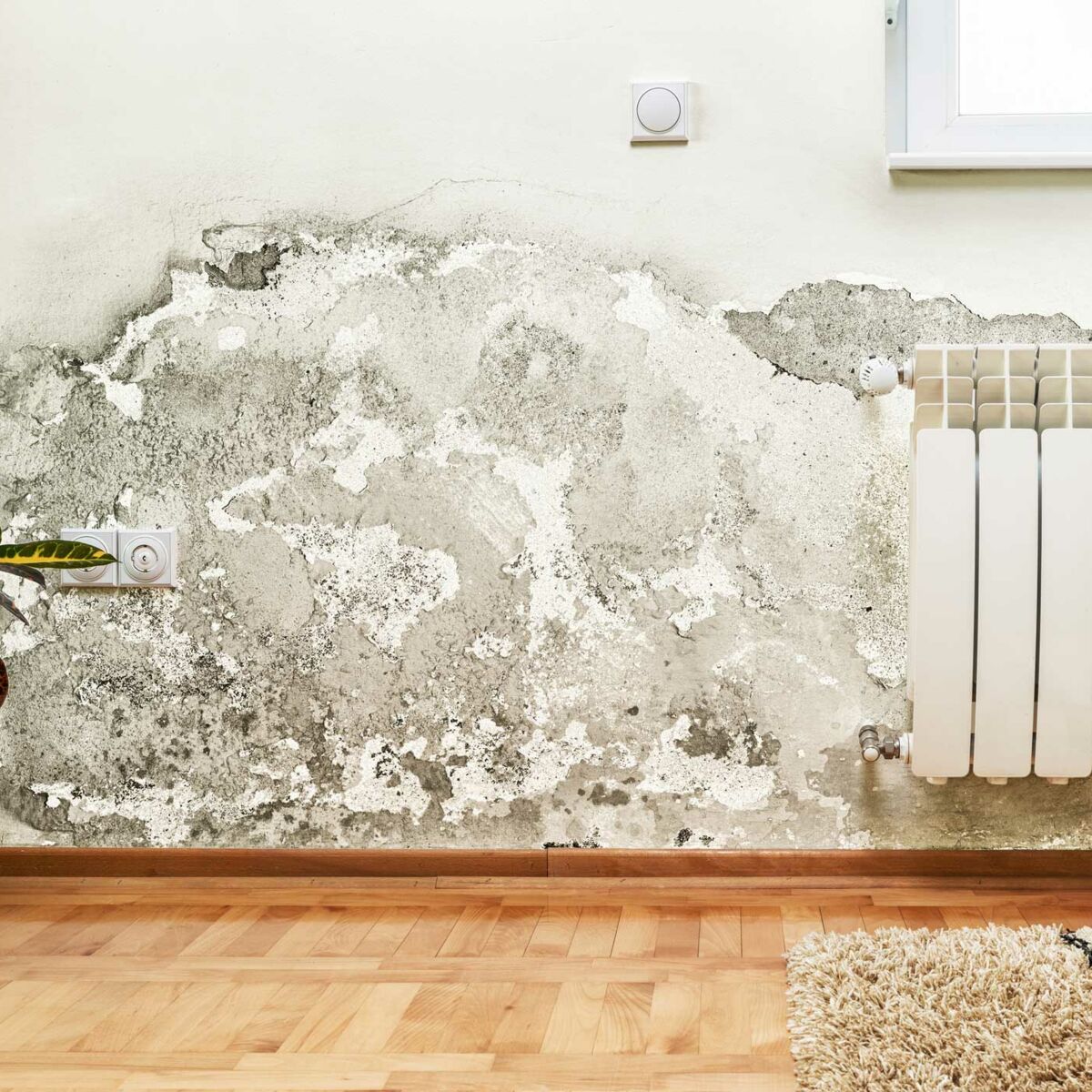 Comment supprimer et nettoyer les moisissures sur un mur ? Les