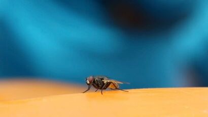 Un piège efficace pour les mouches et les moucherons : construisez