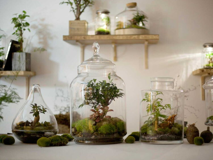 Un terrarium pour ma déco de salon Femme Actuelle Le MAG