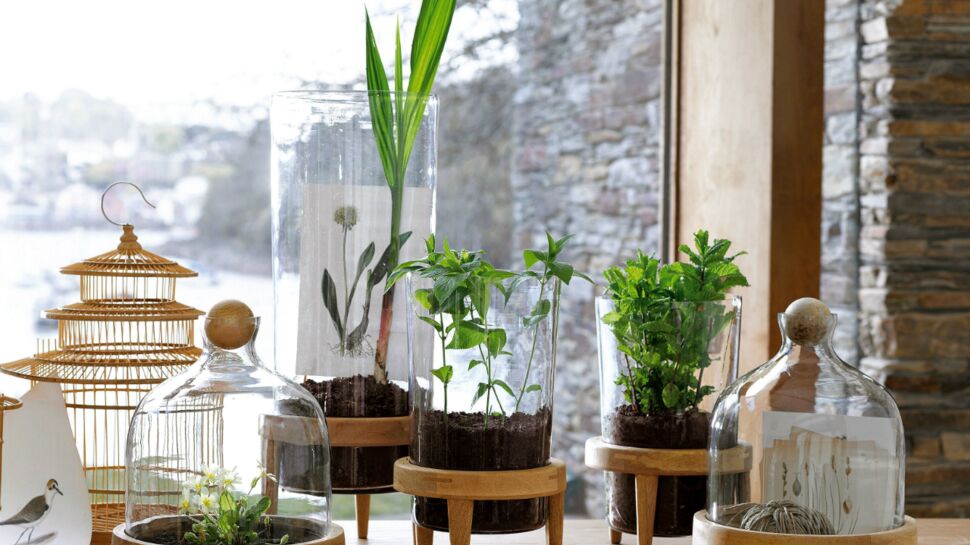 Les plantes vertes se mettent au verre