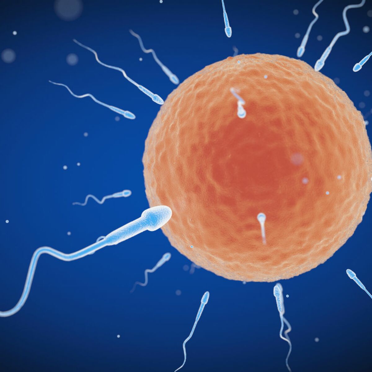 Quelle est la durée de vie d'un spermatozoïde ? : Femme Actuelle ...