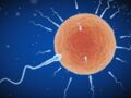Quelle est la durée de vie d'un spermatozoïde ?