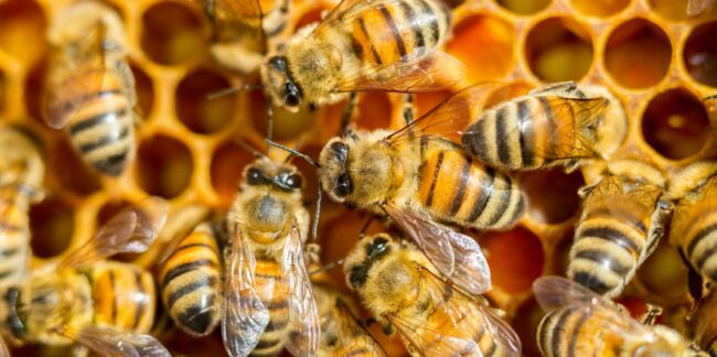 Enceinte, elle pose pour une étrange séance photo avec 20 000 abeilles autour d’elle