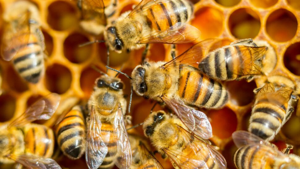 Enceinte, elle pose pour une étrange séance photo avec 20 000 abeilles autour d’elle