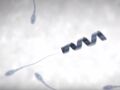 Infertilité masculine : un robot pour booster les spermatozoïdes
