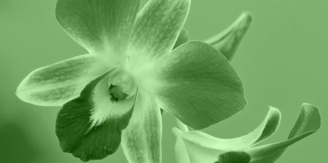 30/04-01/06 : L'orchidée, votre portrait en horoscope tahitien