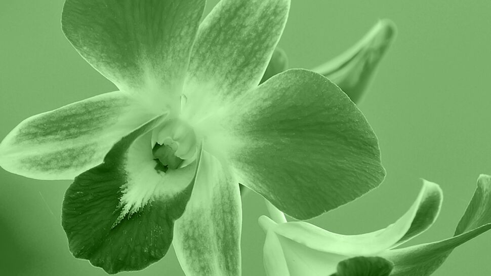 30/04-01/06 : L'orchidée, votre portrait en horoscope tahitien