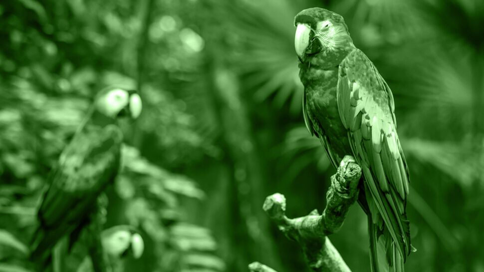 03/12-09/01 : Le perroquet multicolore, votre portrait en horoscope tahitien