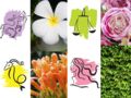 Horoscope : votre plante porte-bonheur signe par signe