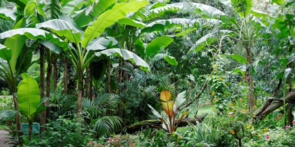 Comment créer un jardin tropical ?