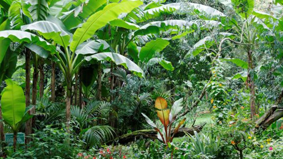 Comment créer un jardin tropical ?