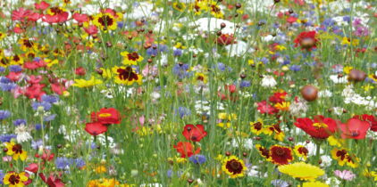 Les fleurs sauvages, belles et faciles à vivre