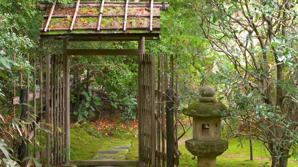 Jardin japonais : quelles plantes et comment l'aménager ?