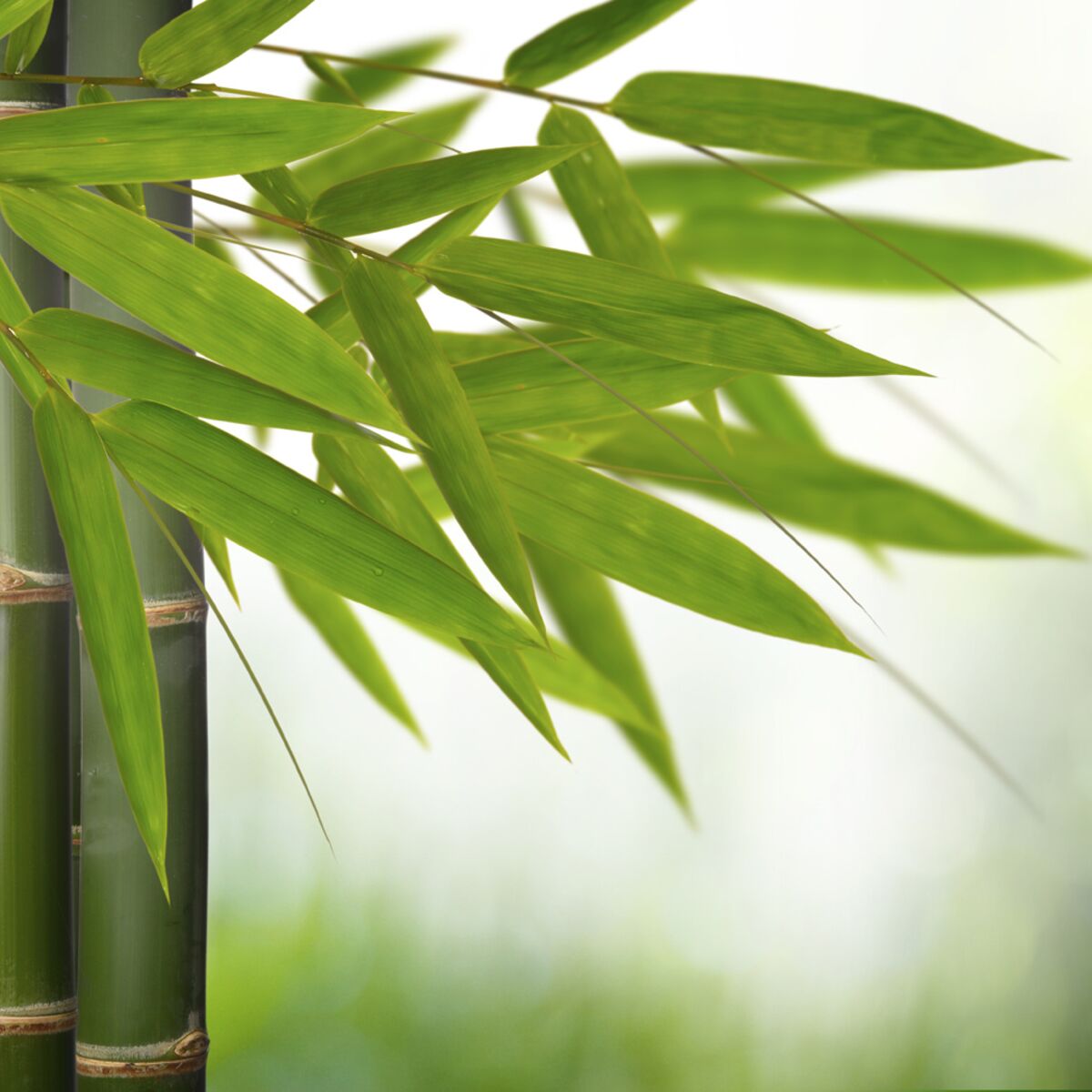 Bambou : comment le planter et l'entretenir ?