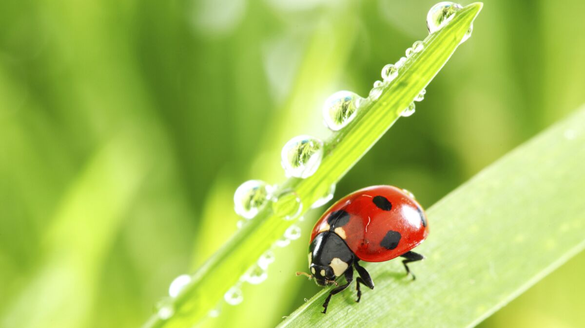 Coccinelles amies de nos jardins Femme Actuelle Le MAG