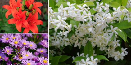 10 fleurs qui poussent (presque) sans eau