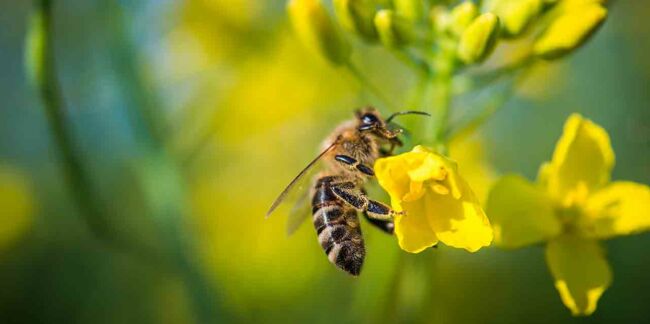 5 (excellentes) raisons de protéger les abeilles