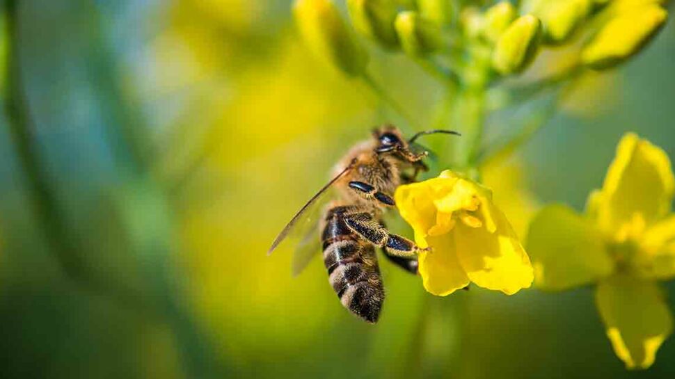 5 (excellentes) raisons de protéger les abeilles