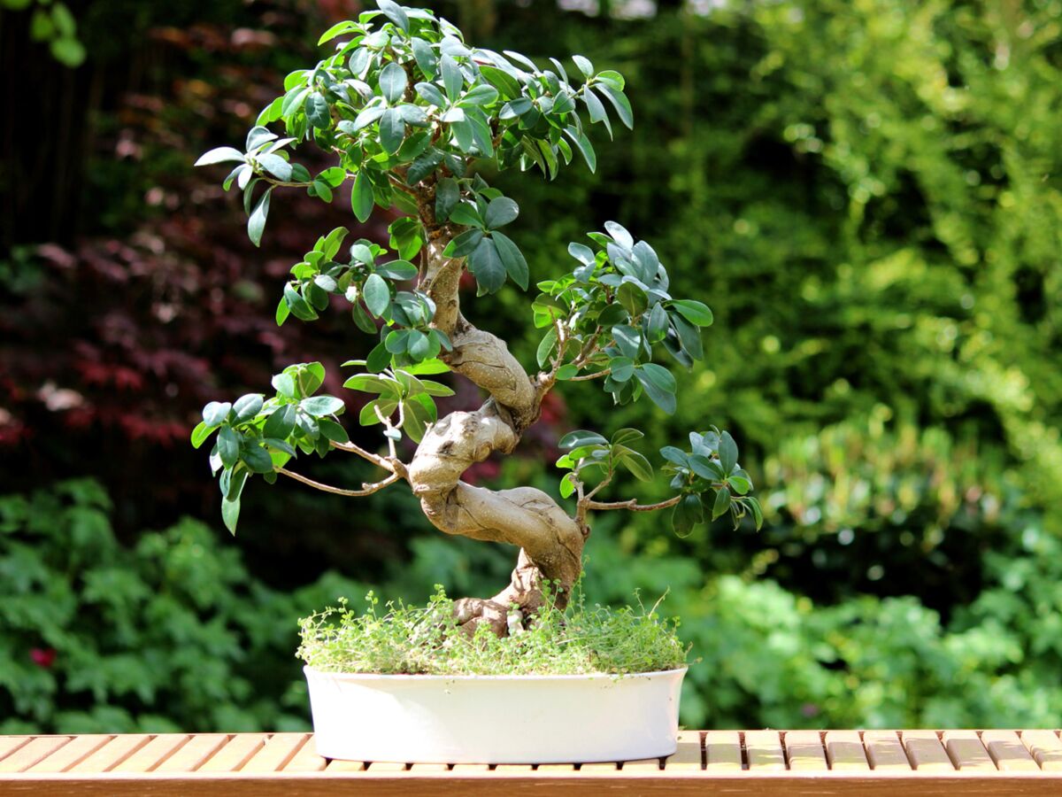 Planter et entretenir un bonsaï