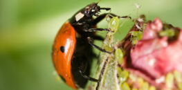 Comment accueillir des auxiliaires au jardin ?